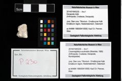 Foto (Objekt + Etikett) von Cracensigillatus acutirostris (Moericke, 1889)  (NHMW-GEO-2014-0194-0230)